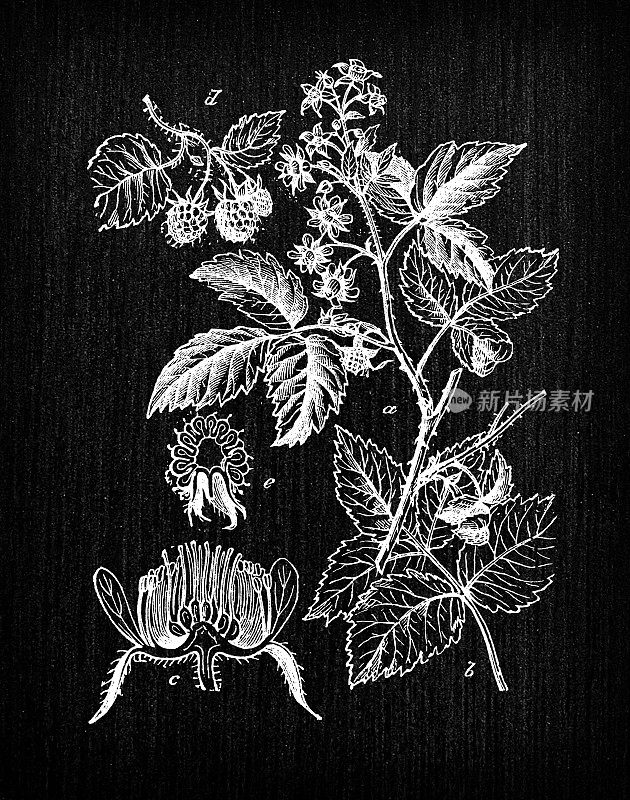 植物学植物古董雕刻插画:Rubus idaeus(覆盆子)